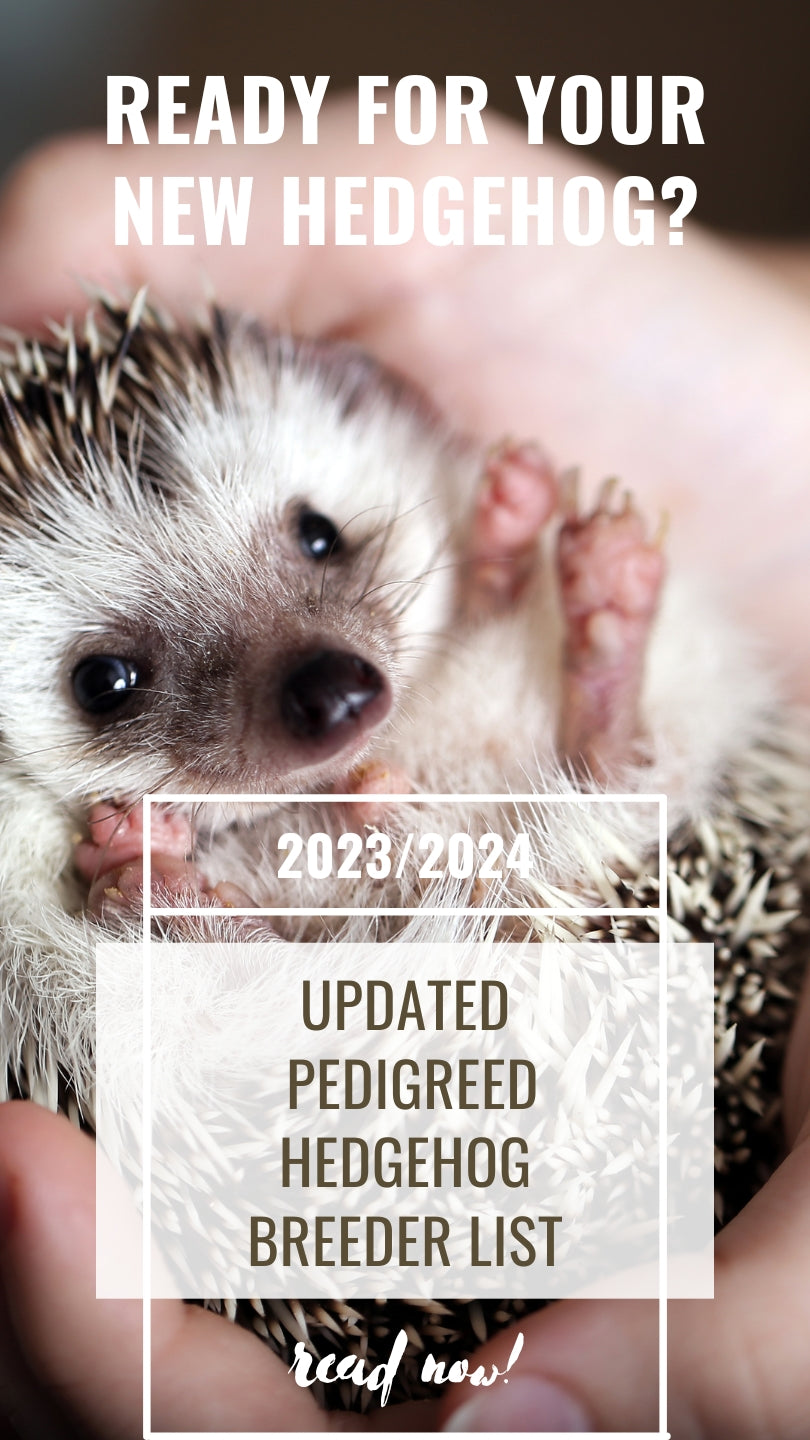 pedigreed hedgehog breeder list hedgehog baby new pet care