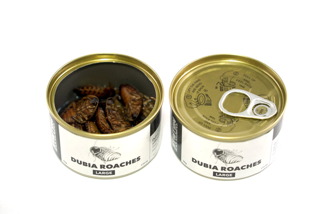 canned dubia roaches preserved pet treat