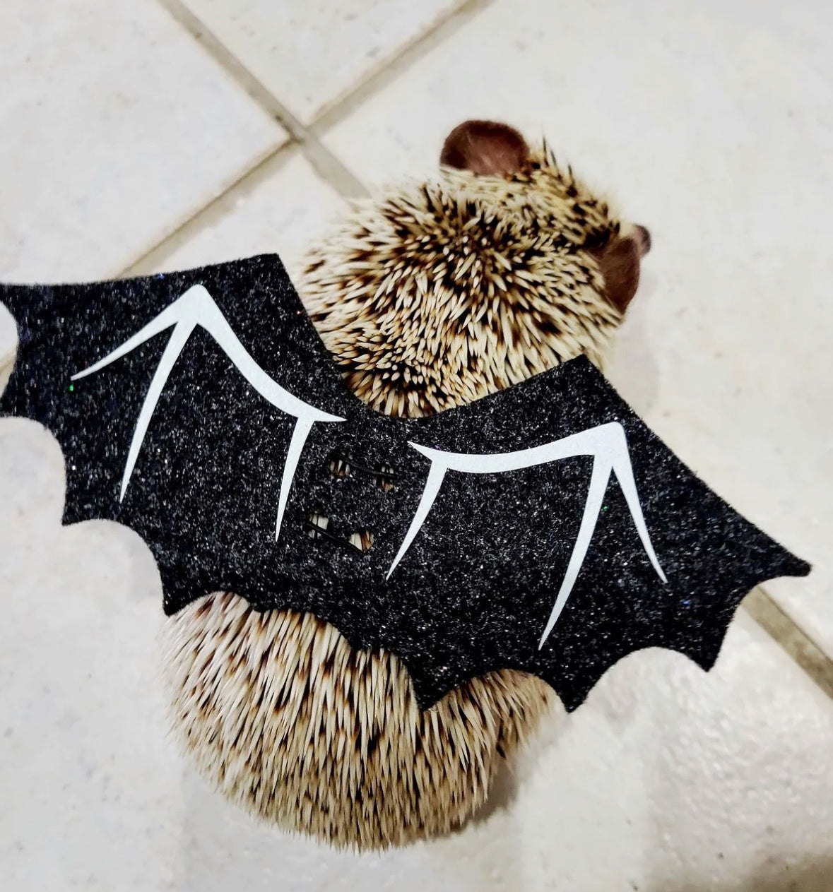 hedgehog bat wing halloween costume