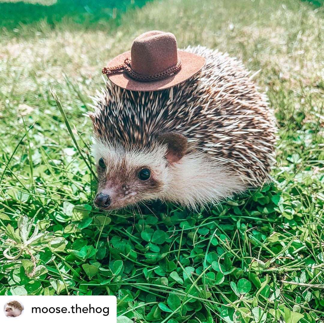 hedgehog cowboy hat
