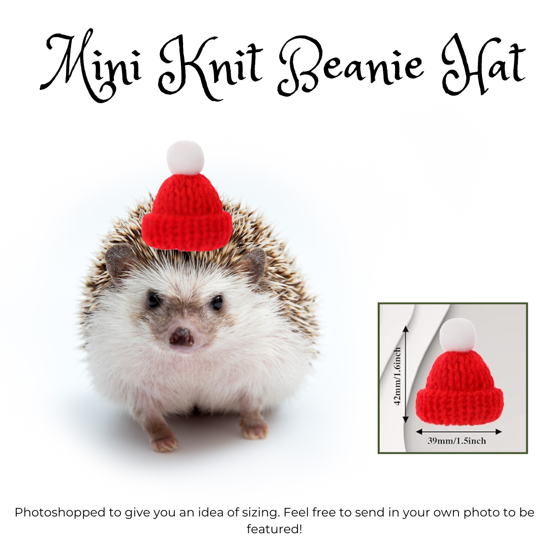hedgehog in knit beanie winter hat