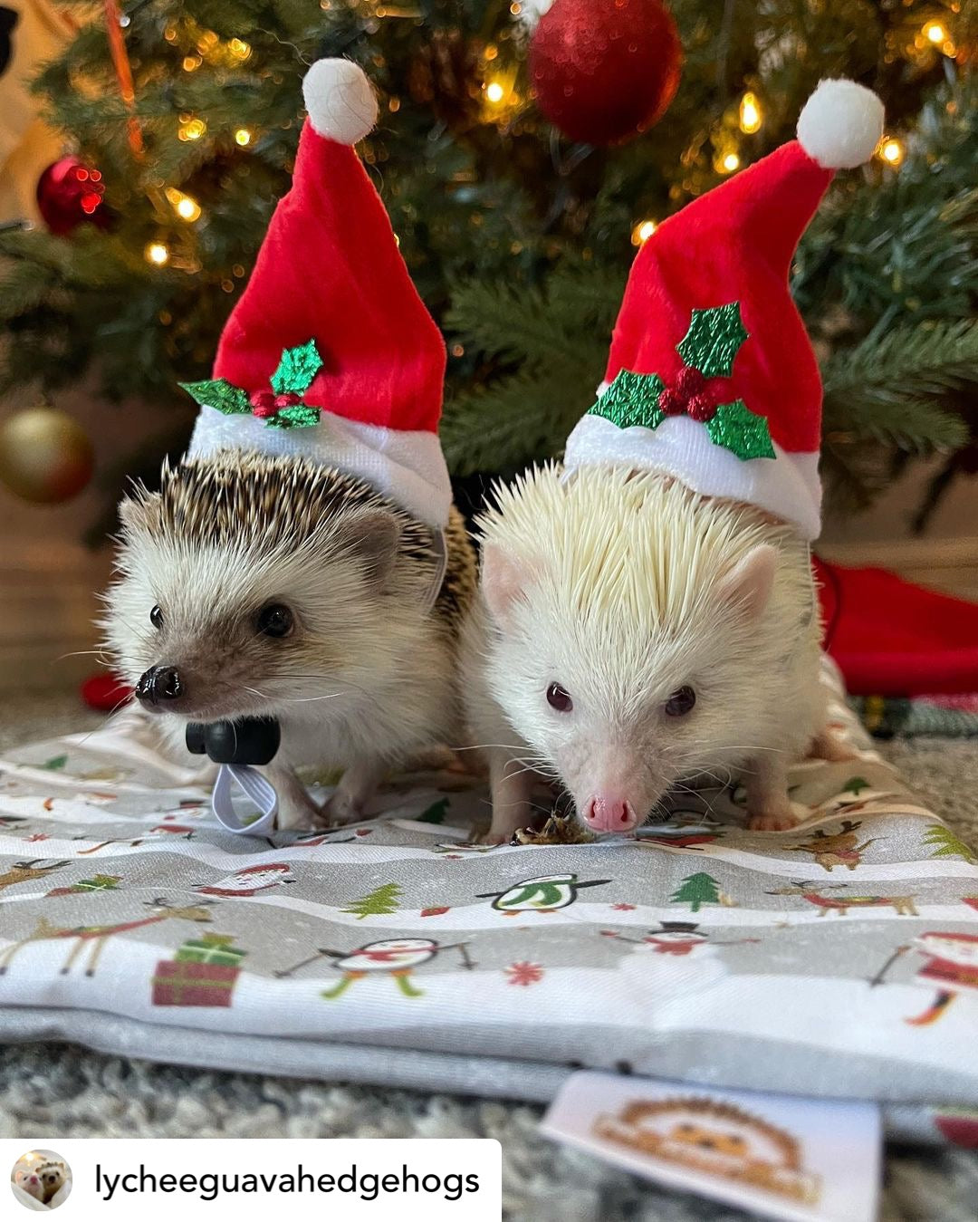 hedgehogs wearing a santa hat christmas hedgehog box gift
