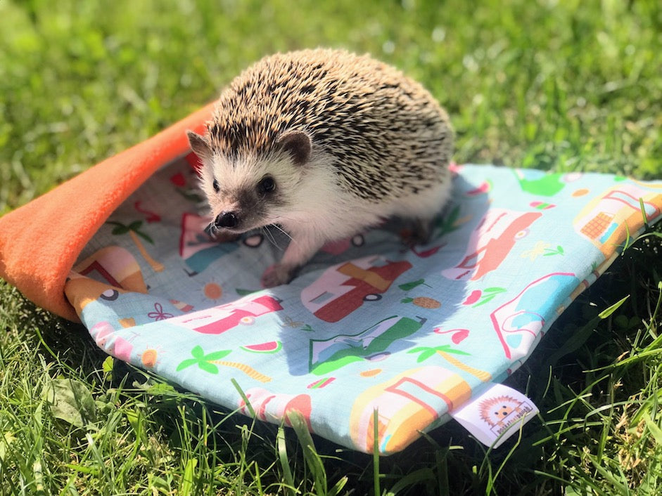 Pygmy hedgehog on a camper themed PocketPetPouch in the grass on a spring day.