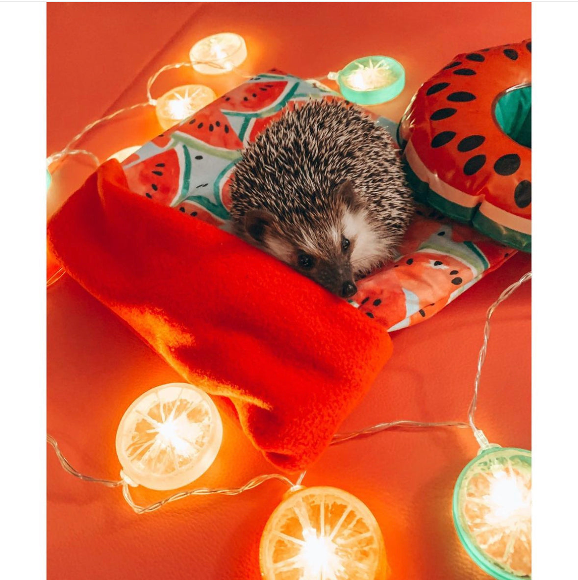 Hedgehog snuggling on top of a watermelon PocketPetPouch snuggle sack with lemon and lime themed lighting on a red background.
