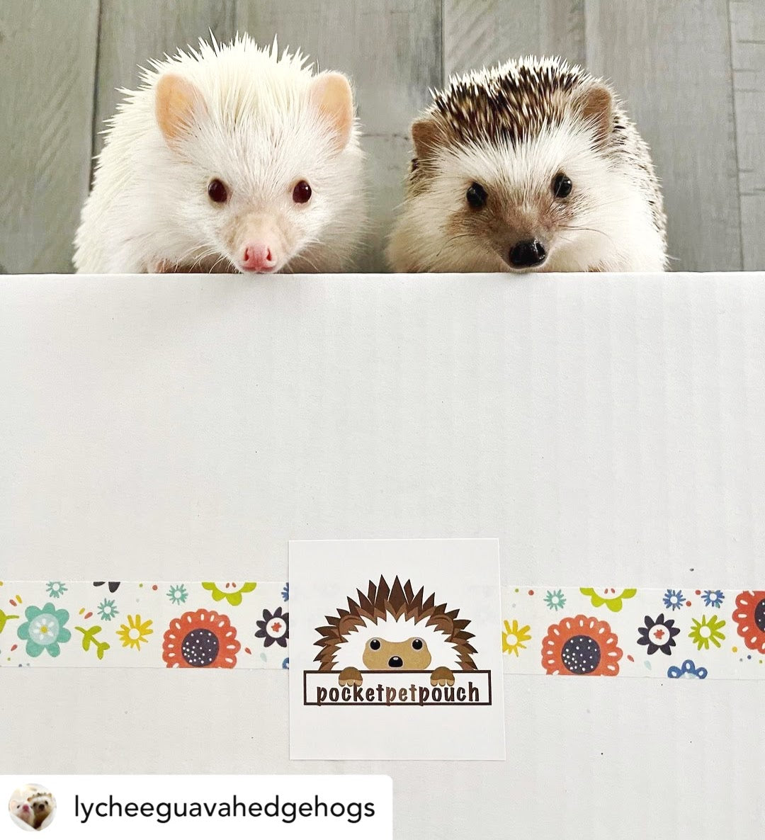 Two Pygmy Hedgehogs on top of a PocketPetPouch box