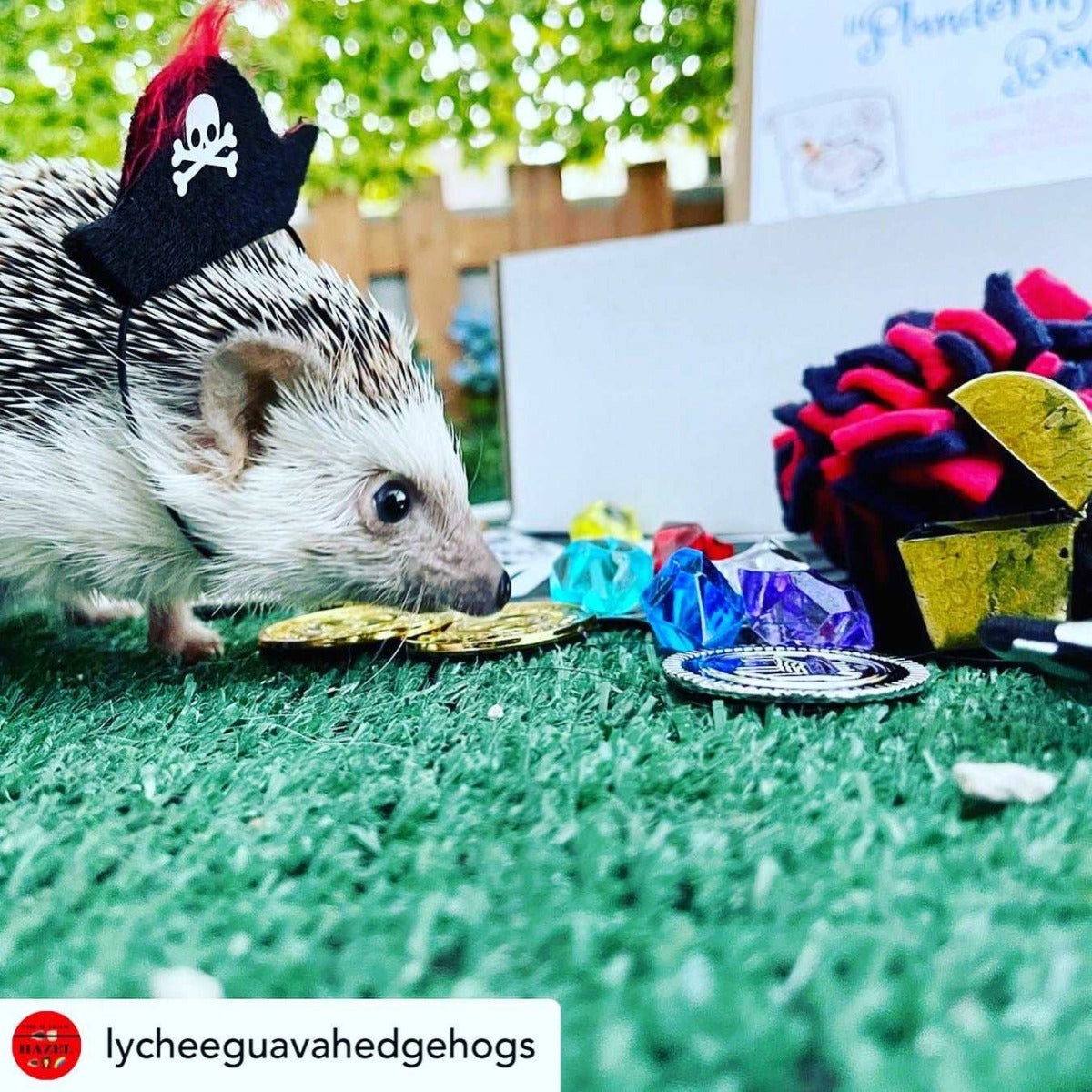 Pirate Pet Hat hedgehog costume