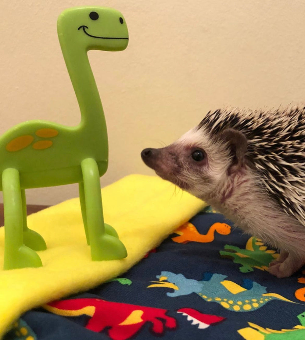 hedgehog dino toy