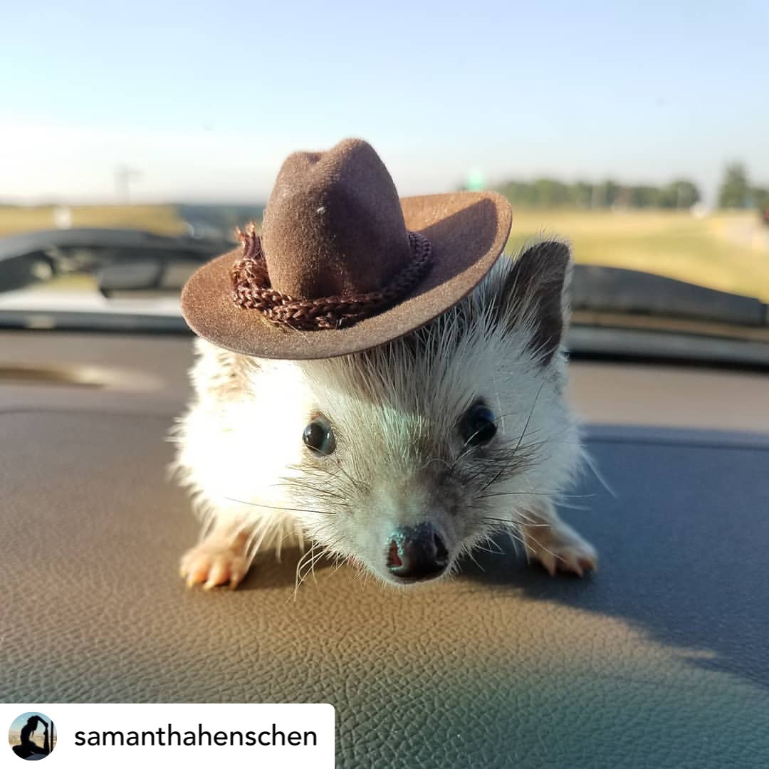 hedgehog wearing cowboy hat