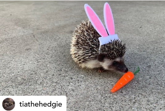 hedgehog wearing bunny ears easter costume
