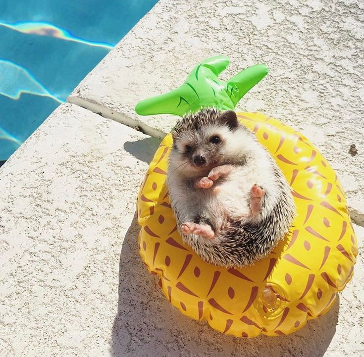 hedgehog bath float pineapple
