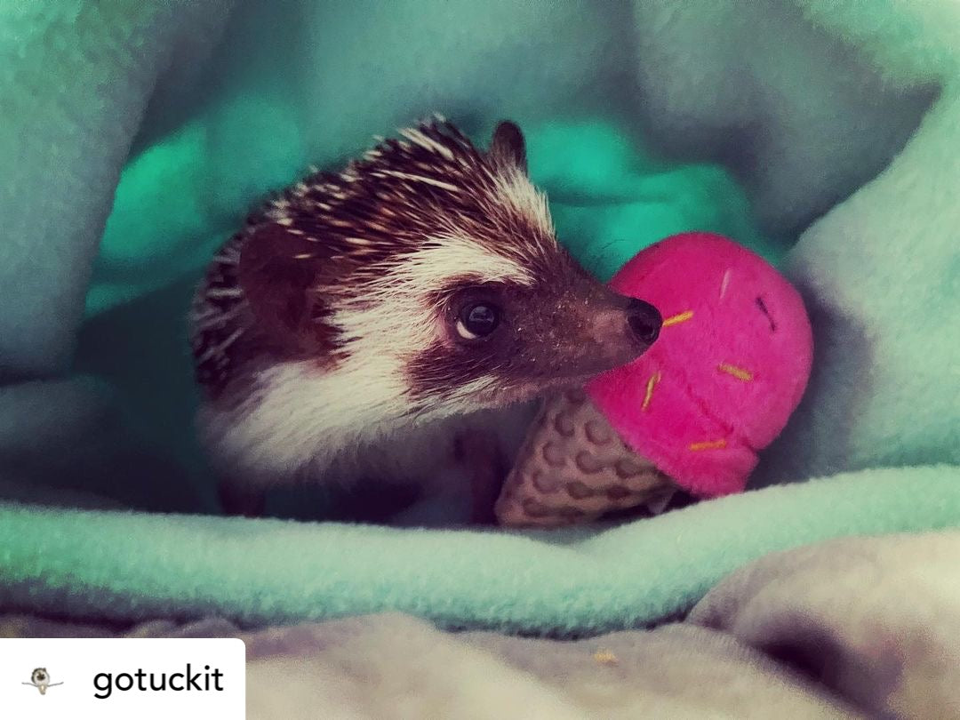 hedgehog snuggling ice cream cone toy