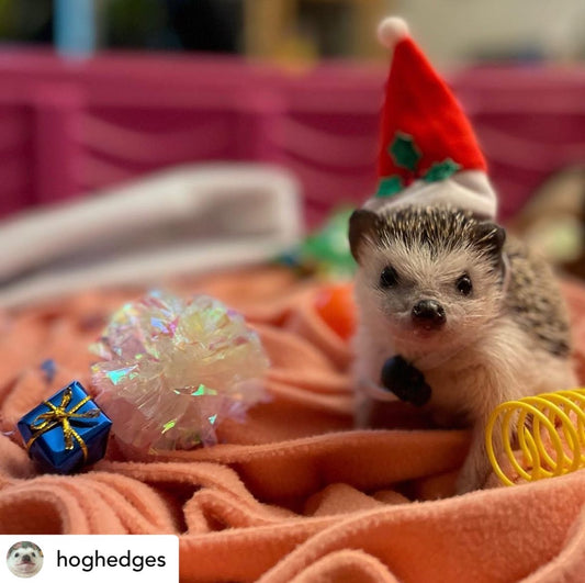 adorable hedgehog wearing santa hat christmas