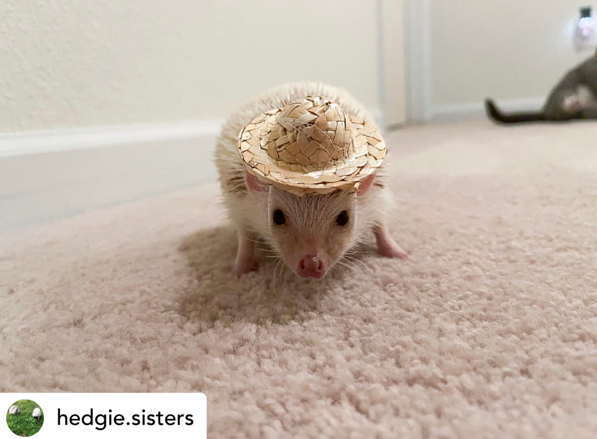 hedgehog wearing straw hat costume garden